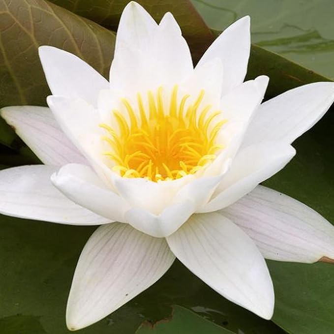 Chalily Water Lily Aquatic Plants Live Lilies Real Small or Big Pond Plant Lilly Ponds Cold Hardy Pads Grow waterlillies Flowering rhizomes Outdoor lilys Waterlily Lillies pre Grown lillys pad White
