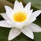 Chalily Water Lily Aquatic Plants Live Lilies Real Small or Big Pond Plant Lilly Ponds Cold Hardy Pads Grow waterlillies Flowering rhizomes Outdoor lilys Waterlily Lillies pre Grown lillys pad White