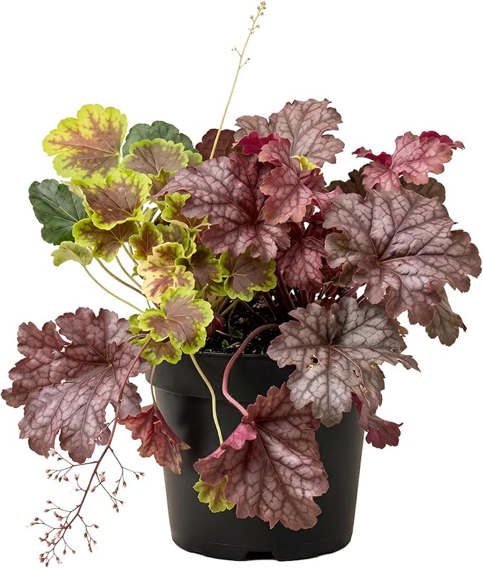 Live Heuchera (Coral Bells) – Tri-Color Blend – Beautiful Shade Perennial – Healthy Spring Plant – 10" Tall by 6" Wide in 2 Qt Pot