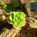 Succulents Plants Live,Echeveria ice Rose Variegated 3.5 inches Green Mini Indoor Plants,Bare Root Without Pot Soil,Live Plants for Gift Party Wedding Garden Baby Shower DIY Decor