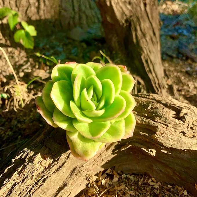 Succulents Plants Live,Echeveria ice Rose Variegated 3.5 inches Green Mini Indoor Plants,Bare Root Without Pot Soil,Live Plants for Gift Party Wedding Garden Baby Shower DIY Decor