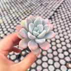Live Succulent Echeveria 'Mottled Deer', 2 Inch Fully Rooted Potted Plant, Easy Care & Drought Tolerant, Indoor Houseplant for Home Decor