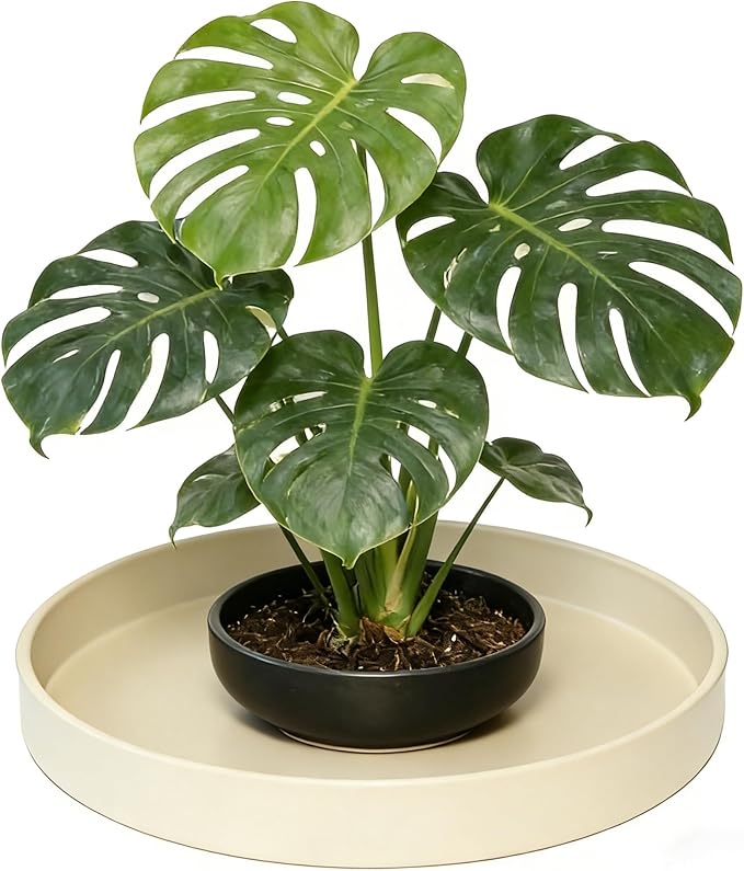 1 Pack 12 inch Plant Saucer Drip Tray, Heavy Sturdy Plastic Planter Flower Pot Drainage Tray Plate Saucers for Indoor Outdoor Garden, Plant Water Drip Trays for pots Base (12", Beige)