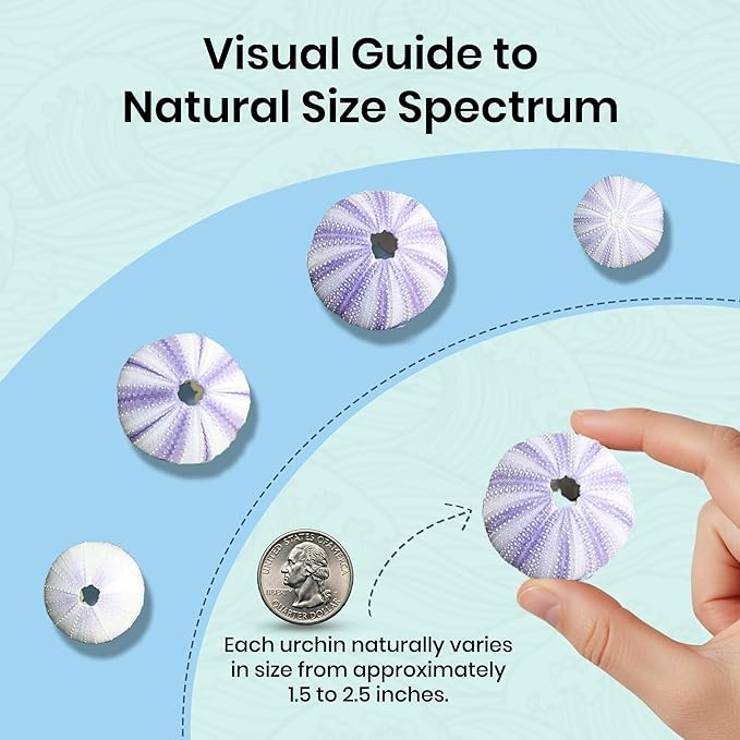 Nautical Crush Trading Sea Urchins Shells for Air Plants - 5 Purple (1.5-2.5") Sea Urchin Shells - Hanging Air Plant Holder - Air Plants Live Holders - Air Plant Pot - No Plants Included