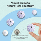 Nautical Crush Trading Sea Urchins Shells for Air Plants - 5 Purple (1.5-2.5") Sea Urchin Shells - Hanging Air Plant Holder - Air Plants Live Holders - Air Plant Pot - No Plants Included