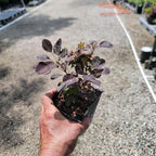 Velveteeny™ Dwarf Purple Smokebush (cotinus) - Live Plant - (1 QT)