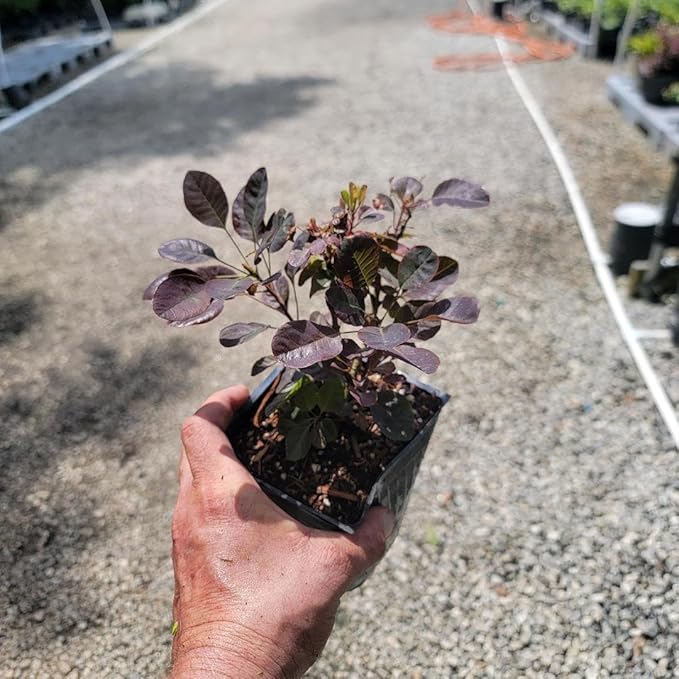 Velveteeny™ Dwarf Purple Smokebush (cotinus) - Live Plant - (1 QT)