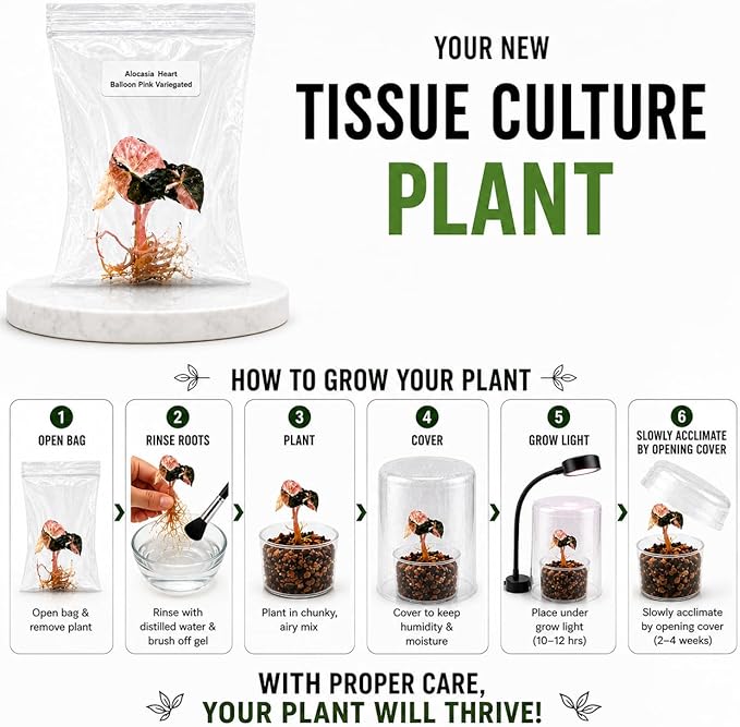 Rare Alocasia Polly Mint Variegated Tissue Culture Starter Plant, Live Plants for houseplant Collectors, Indoor Plants to Grow