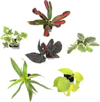 Easy to Grow Houseplants (6PK), Live House Plants in Plant Containers, Growers Choice Plant Set in Planters with Potting Soil Mix, Home Decor Planting Kit or Outdoor Garden Gifts by Plants for Pets