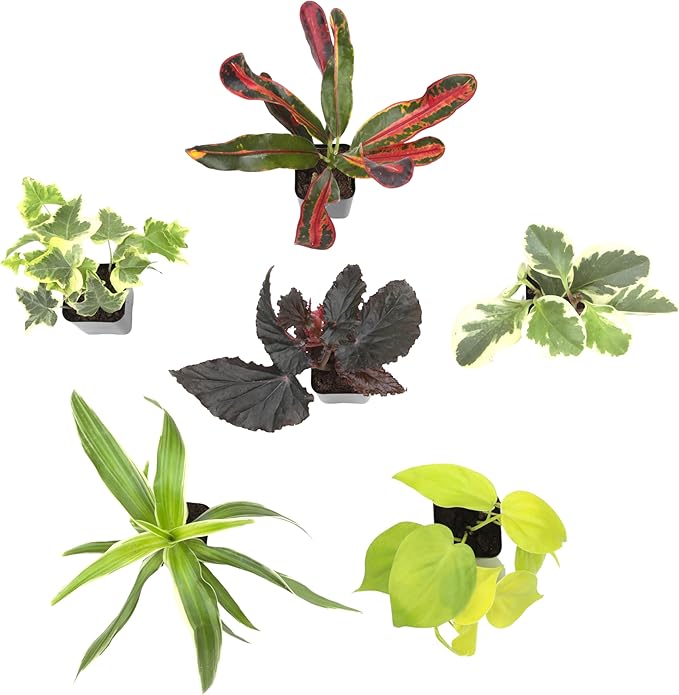 Easy to Grow Houseplants (6PK), Live House Plants in Plant Containers, Growers Choice Plant Set in Planters with Potting Soil Mix, Home Decor Planting Kit or Outdoor Garden Gifts by Plants for Pets