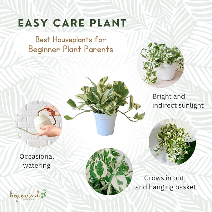 Pothos N’Joy Live Indoor Plant, 4 inch Pot, Variegated White and Green Leaves - Easy to Care for - Perfect for Indoor and Outdoor Home Decor, Office, and Gift- Pot Included