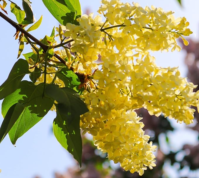 50 Yellow Lilac Seeds for Planting | Highly Prized for Bonsai or Landscaping Tree, Fragrant White Flowers
