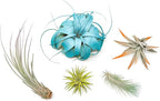 5 Assorted Colorful Air Plants Variety Pack - Vibrant Color Enhanced Tillandsias - Live Tillandsia Succulent House Plants - Wholesale and Bulk - Home and Garden Decor - Easy Care Indoor/Outdoor Plant