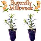 Pollinator Garden Live Plant Collection – 8 Perennial Live Plants | Butterfly Weed, Swamp Milkweed, Purple Coneflower & Black-Eyed Susan | Attract Monarchs, Bees & Hummingbirds | Native Perrenials