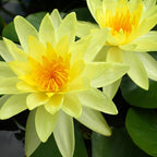Chalily Water Lily Aquatic Plants Live Lilies Real Small or Big Pond Plant Lilly Ponds Cold Hardy Pads Grow waterlillies Flowering rhizomes Outdoor lilys Waterlily Lillies pre Grown lillys pad Yellow