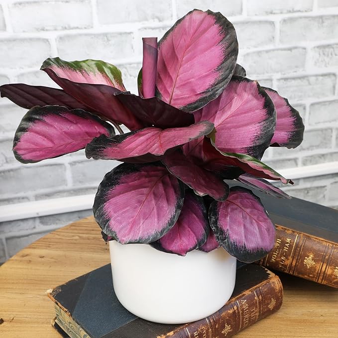 Plants for Pets Calathea Purple Rose Painted Peacock Houseplant, Unique Pet Friendly Decor in 6" White Pot, Live Botanical Gift, Cat Safe, Decorative Desk House Plants by Plants for Pets