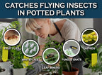 MAXGUARD (30 Pack) Yellow Stake Sticky Insect/Bug Traps - Catch and Kill Fungus Gnats, Whiteflies, Mosquitos, Aphids, Leaf Miners, Flying Insect Catcher Glue Trappers for Indoor or Outdoor