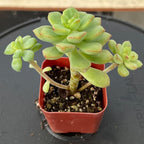 Sprout N Green Echeveria Tango, Rare Live Succulent Fully Rooted in 2" Pot with Soil Mix, House Plant for Indoor Outdoor Home Office Wedding Decoration Party Favor, Pets Friendly, Easy to Care