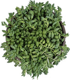 String of Raindrops Succulent Plant Decor Hanging Basket, Real Succulents & Houseplants for Home or Office, Senecio, Curio, Unique House Plants