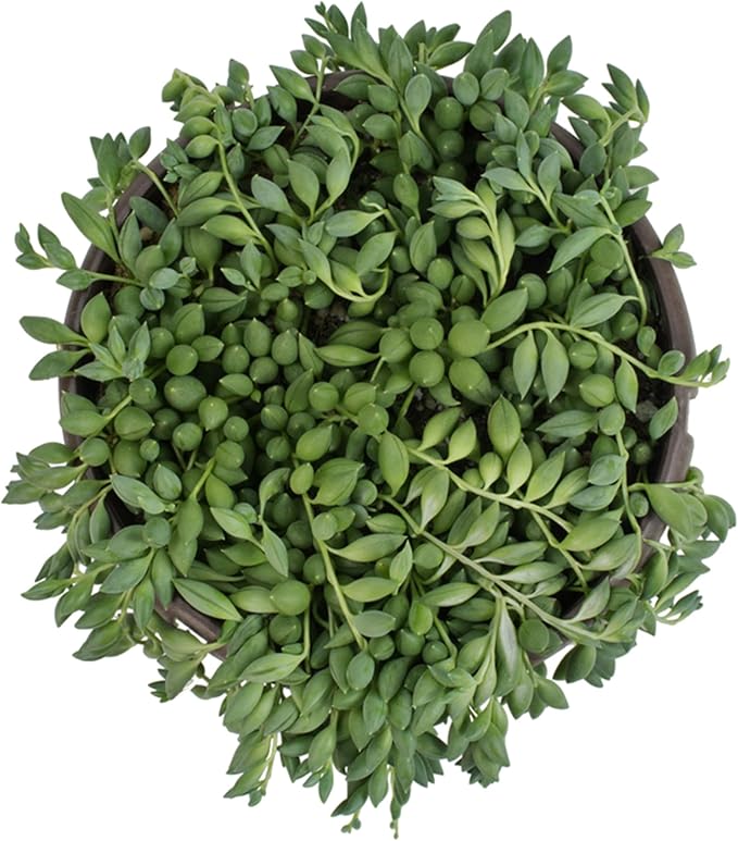 String of Raindrops Succulent Plant Decor Hanging Basket, Real Succulents & Houseplants for Home or Office, Senecio, Curio, Unique House Plants