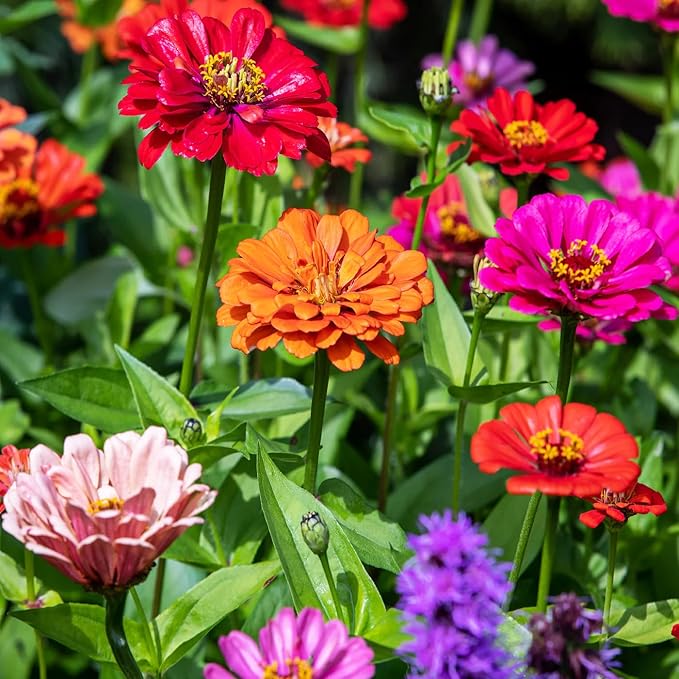 1000+Perennial Zinnia Flower Seeds for Planting Outdoor-Annual Rare Haageana Aztec Sunset Seeds for Garden Home Non-GMO Heirloom