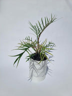 Philodendron Tortum Live Plant | Ships from CA | Available in Modern White Self-Watering Planter | Air Purifying & Pet-Friendly (+ Moden White Self-Watering Planter, Small Plant)