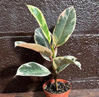 PLANTVERS Variegated Ficus Elastica ‘Tineke’ in a 4" Grow Pot - Easy-Care Indoor Houseplant - Ficus Elastica Live Houseplant - Low-Maintenance Tropical Indoor Plant