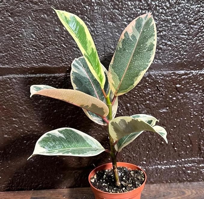 PLANTVERS Variegated Ficus Elastica ‘Tineke’ in a 4" Grow Pot - Easy-Care Indoor Houseplant - Ficus Elastica Live Houseplant - Low-Maintenance Tropical Indoor Plant