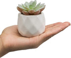 MyGift Mini Assorted Green Faux Succulent, Indoor Fake Plants in Geometric Ceramic Pots, Set of 6