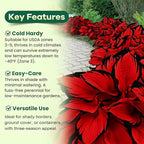80+ Hosta Seeds - Rare Perennial Shade Plant for Gardens, Borders, and Containers - Non-GMO Heirloom, Hardy and Low Maintenance