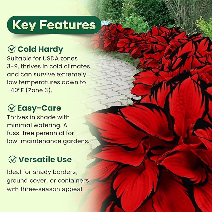 80+ Hosta Seeds - Rare Perennial Shade Plant for Gardens, Borders, and Containers - Non-GMO Heirloom, Hardy and Low Maintenance