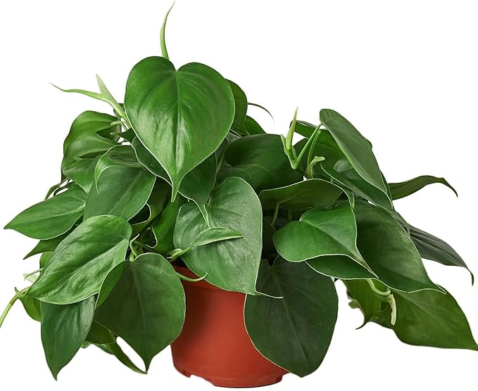 Philodendron Cordatum Heartleaf Live Plant for Indoor | Different Houseplants in 4'' & 6'' Pot | Real House Plant for Living Room, Office, Desk & Bathroom