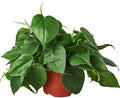 Philodendron Cordatum Heartleaf Live Plant for Indoor | Different Houseplants in 4'' & 6'' Pot | Real House Plant for Living Room, Office, Desk & Bathroom