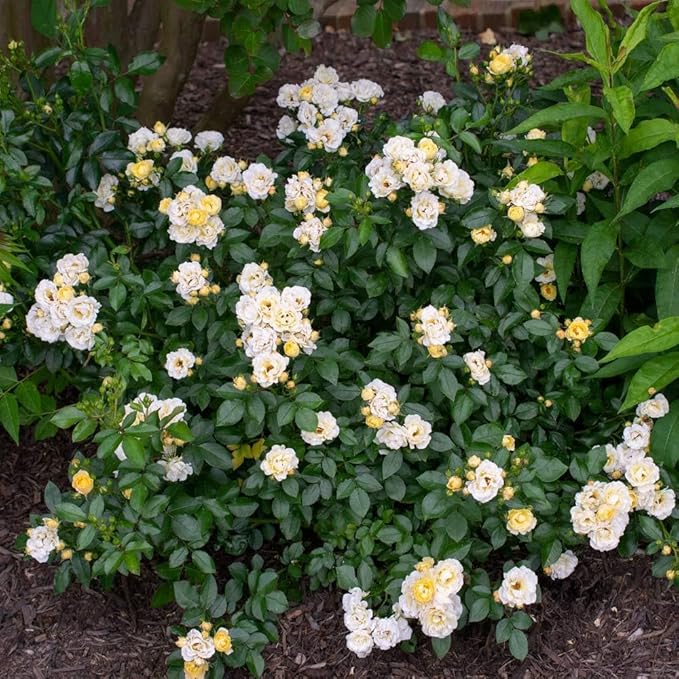 RedCrocus 'Popcorn Drift' Landscape Rose- Fragrant, Disease-Resistant Pink Blooms for Garden & Container, Pollinator-Attracting, Pet Safe Plant 3 Gallon
