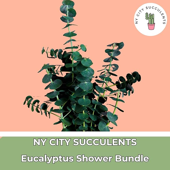 Eucalyptus for Shower Live Plant Real Bundle Fresh Stems Hanging Plants for Bathroom Leaves for Home Office Wedding Birthday Gift (Extra Large Bunch - 20 pcs)(Heat Pack Included)