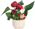Costa Farms Anthurium, Flamingo Flower Live Plant in Decorative Pot, Air Purifying Flowering Indoor Houseplant, Home, Room, or Office Decor, House Warming or Birthday Gift, 10-14 Inches Tall