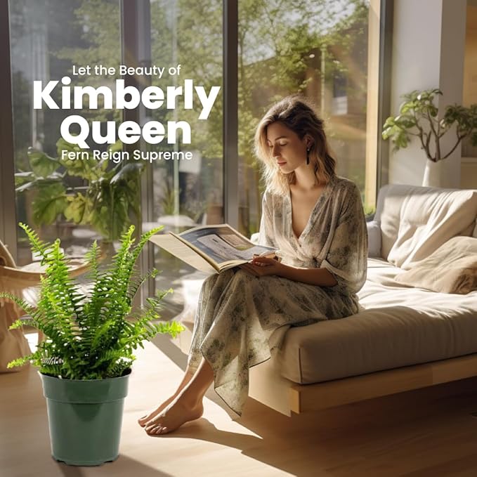 American Plant Exchange Kimberly Queen Fern – 10-Inch Pot – Live Air Purifying Upright Fern, Easy Care Houseplant for Indoor Planters, Outdoor Baskets, or Patio Decor