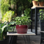 SQOWL Ceramic Planter - 8 Inch Plant Pot with Drainage Hole and Saucer, Round Planter for Indoor Outdoor Plants, Modern Decorative Flower Pots, Home Decor, Plant Lover Gifts, Red