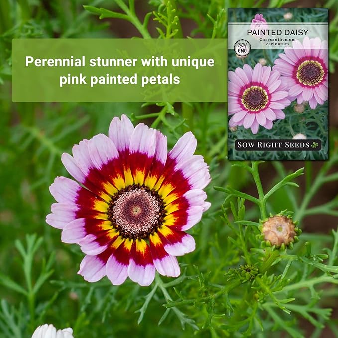 Sow Right Seeds - Painted Daisy Seeds for Planting - Non-GMO Heirloom Seeds Packet with Instructions - Wonderful Pink Blooms to Attract Pollinators - Cut and Come Again - Rare and Attractive (4)