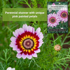 Sow Right Seeds - Painted Daisy Seeds for Planting - Non-GMO Heirloom Seeds Packet with Instructions - Wonderful Pink Blooms to Attract Pollinators - Cut and Come Again - Rare and Attractive (1)