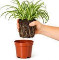 Easy to Grow Spider Plant Variegated 1 Full Size Potted Plant - Large Established Houseplant in 4" Quart Pot - Indoor Outdoor, Low Maintenance, Air-Purifying (Not Starter Plug)