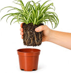 Easy to Grow Spider Plant Variegated 1 Full Size Potted Plant - Large Established Houseplant in 4" Quart Pot - Indoor Outdoor, Low Maintenance, Air-Purifying (Not Starter Plug)