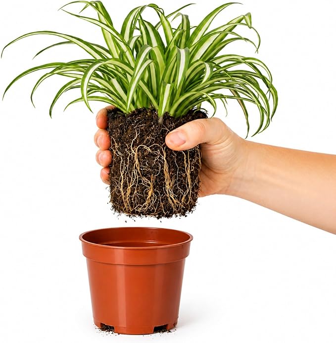 Easy to Grow Spider Plant Variegated 1 Full Size Potted Plant - Large Established Houseplant in 4" Quart Pot - Indoor Outdoor, Low Maintenance, Air-Purifying (Not Starter Plug)