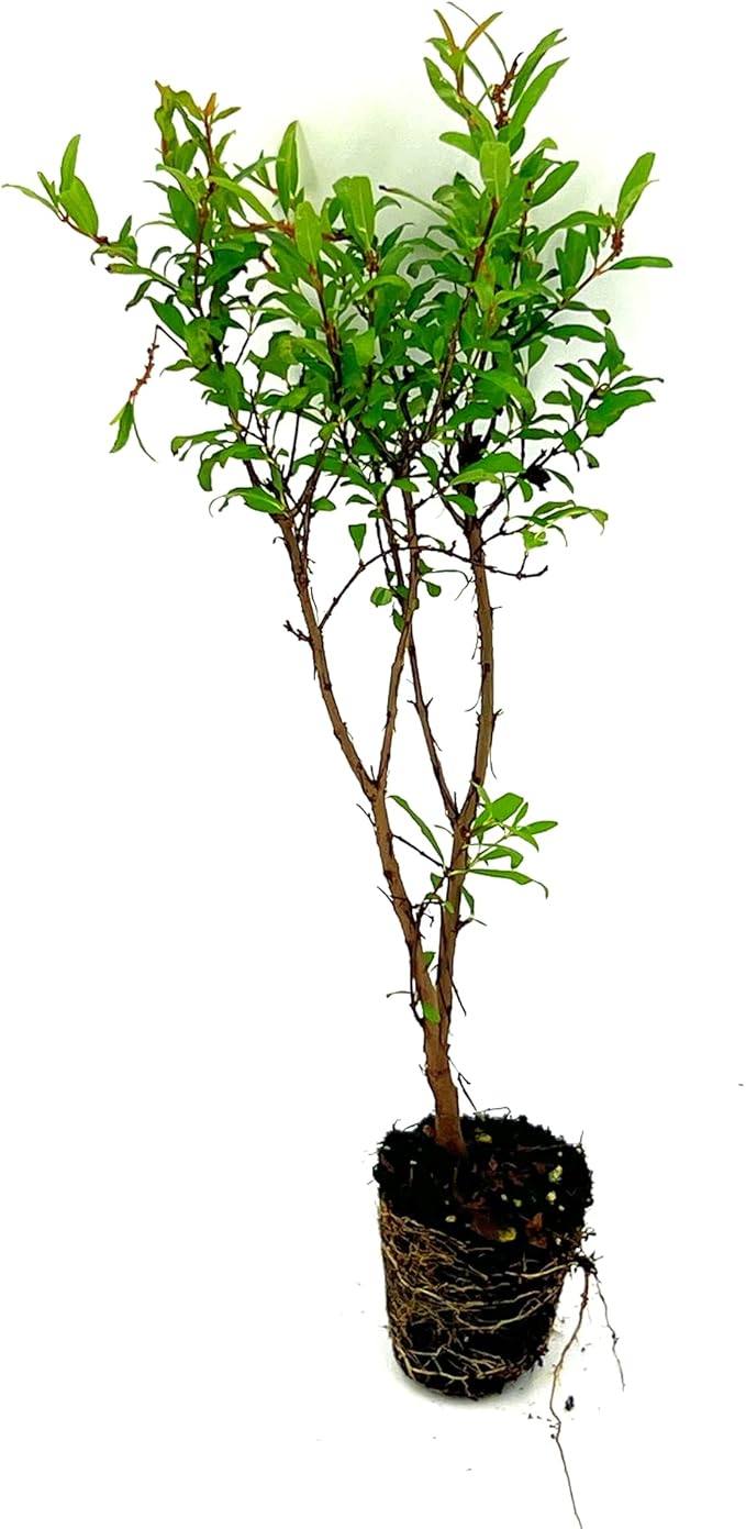 ragnaroc Live Fruit Trees – Punica Granatum Dwarf Pomegranate Plug 9-12” Tall - 1ct - Color When Flowering Red, Bonsai - Live Arrival Guaranteed - House Plants for Home Decor