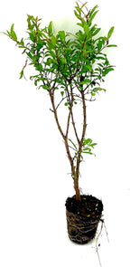 ragnaroc Live Fruit Trees – Punica Granatum Dwarf Pomegranate Plug 9-12” Tall - 1ct - Color When Flowering Red, Bonsai - Live Arrival Guaranteed - House Plants for Home Decor