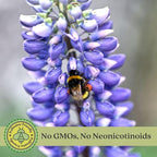 Clovers Garden Lupine Gallery Mix (Lupinus) Plants – Two (2) Live Plants – Non-GMO - Not Seeds - Each 4" to 8" Tall – in 4" Inch Pots – Perennial Flower
