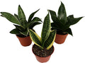 3 Snake Plant - Sansevieria Assorted Variety from California Tropicals