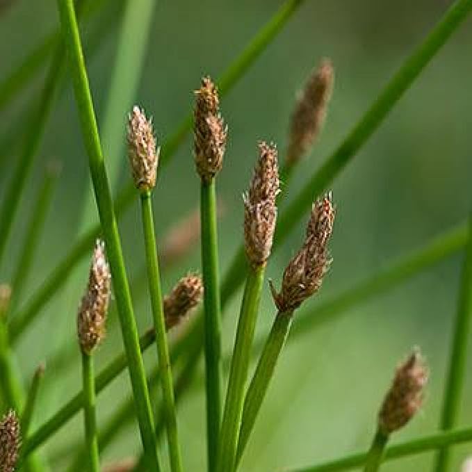 Chalily Creeping Spike Rush, a Great Live Pond Plant for Your Water Garden. Filters The koi and Goldfish Pond. Good for Bogs, Plant Shelf or Shallow Water This marginal Aquatic is a Real Beauty