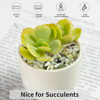 FANTIAN 2 lbs Jade Rocks for Plants Indoor, 3/8 inch Small Pebbles for Indoor Plants, Decorative Rocks for Succulents Cactus Bamboo Vases Landscaping Drainage and Outdoor Garden Rocks
