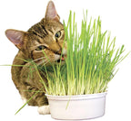Seeds Cat Grass Complex Vitamin Non GMO Heirloom 600 Seeds
